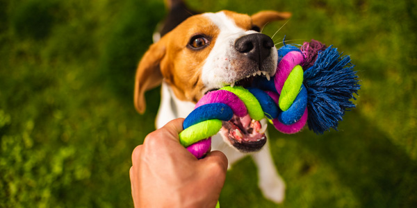 Dog stopped shop playing with toys